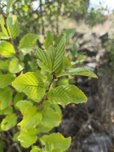 Alpine Buckthorn