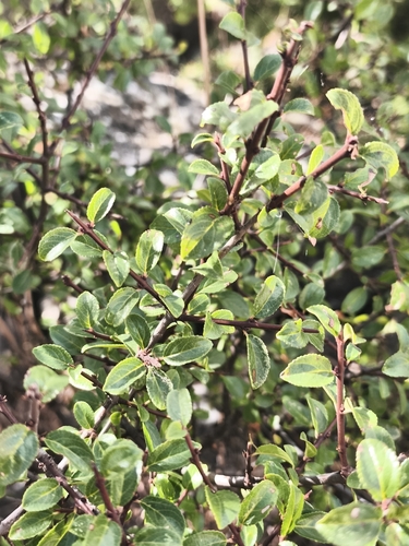 Rock Buckthorn
