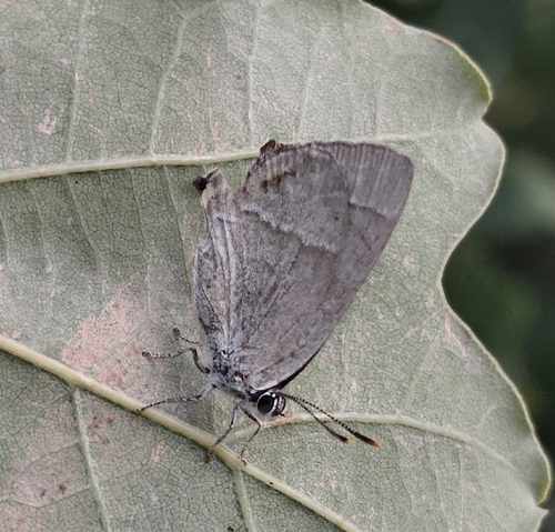 Purple hairstreak