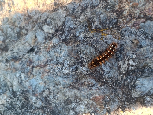 Knot Grass Moth
