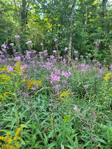 fireweed