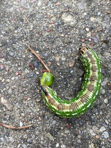 Pine Hawkmoth