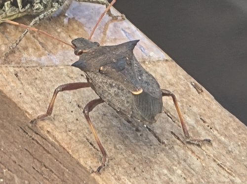 Spiny Shield Bug
