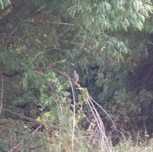 Green Heron