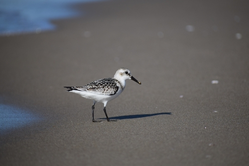 Sanderling