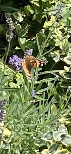 Painted Lady