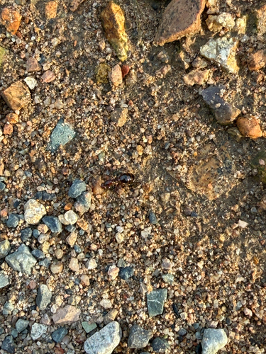 Red Imported Fire Ant