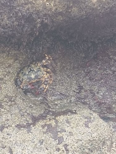 Redfinger Rubble Crab
