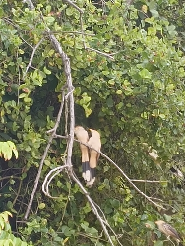Guira Cuckoo