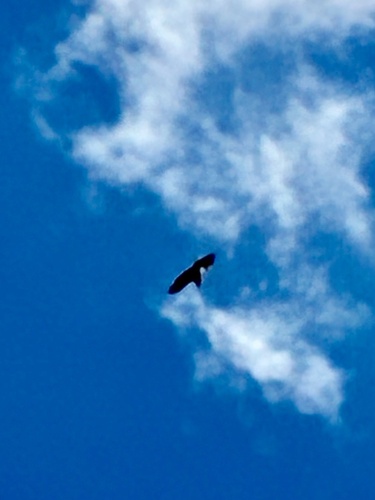 White-tailed Eagle