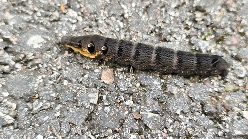 Elephant Hawkmoth