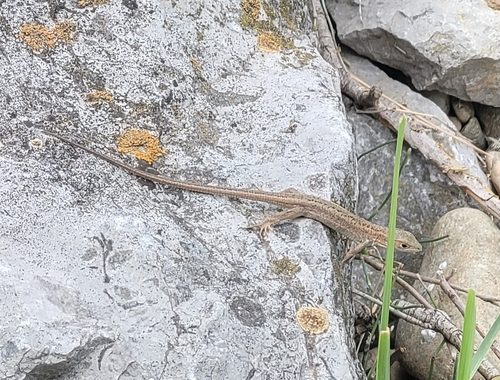 Green Lizard