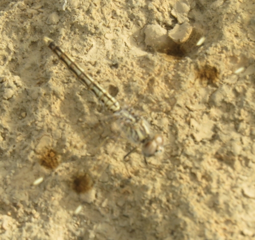 Northern Banded Groundling