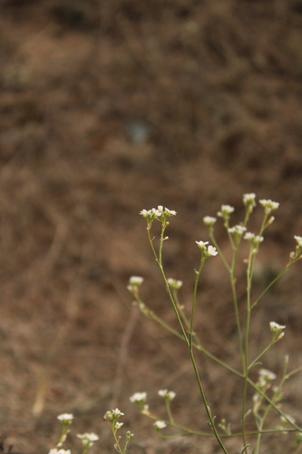 Lepidotrichum uechtritzianum