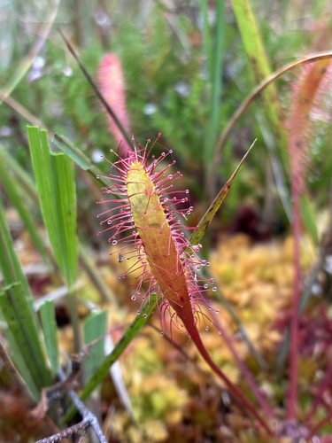 Great Sundew