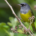Macgillivray's Warbler - Photo (c) Rand Rudland, all rights reserved, uploaded by Rand Rudland
