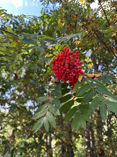 European mountain ash