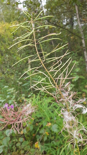 fireweed