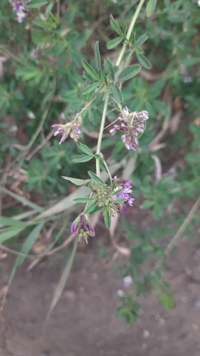 Sand Lucerne