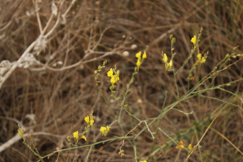 Broomleaf Toadflax