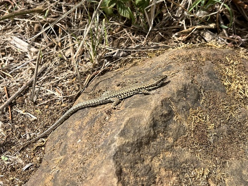 Common Wall Lizard