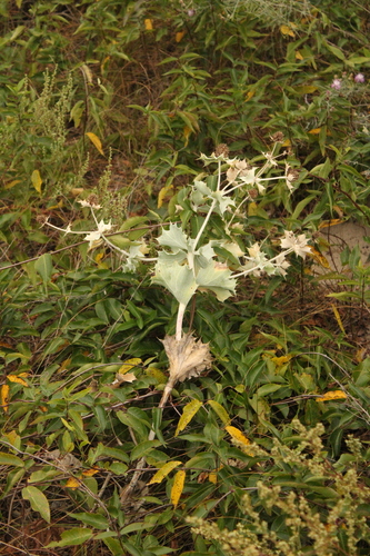 Sea Holly