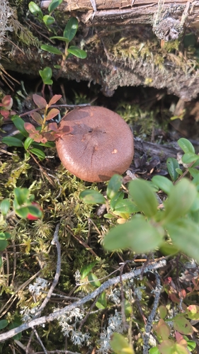 Rufous Milkcap