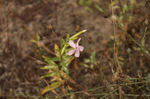 common soapwort