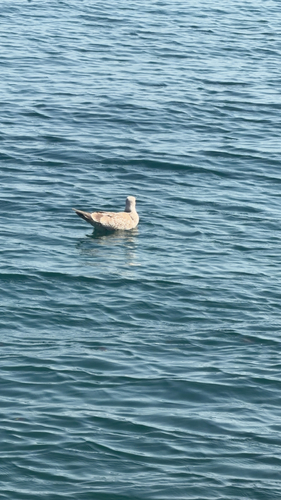 Yellow-legged Gull
