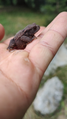 European Toad
