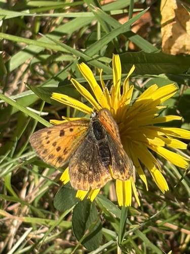 Scarce Copper