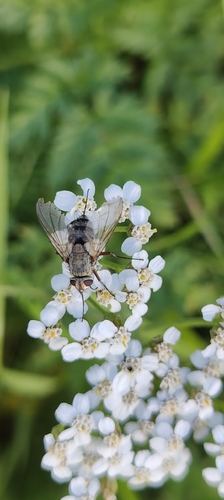 Prosena siberita