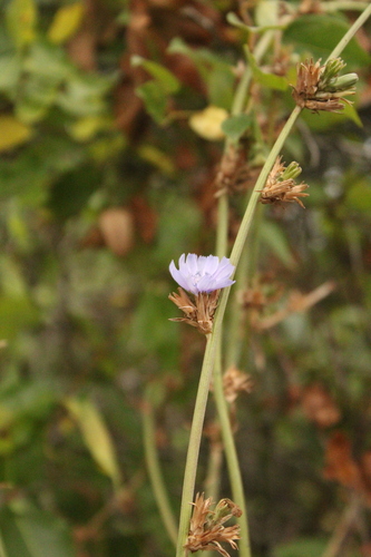 chicory