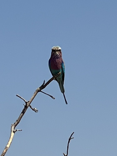 Lilac-breasted Roller