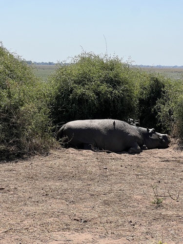 Common Hippopotamus