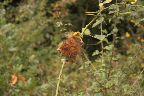 Mossy Rose Gall Wasp