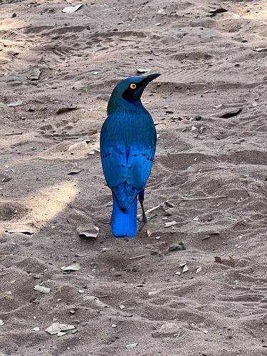 Greater Blue-eared Starling