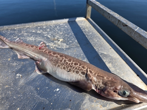 Blackmouth Catshark