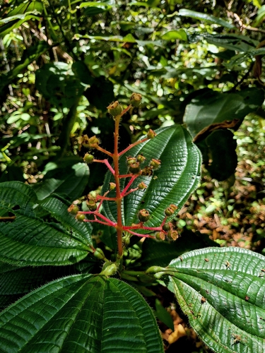 Miconia tococa