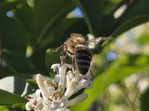 Western Honey Bee