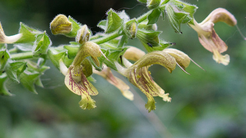 Sticky Sage