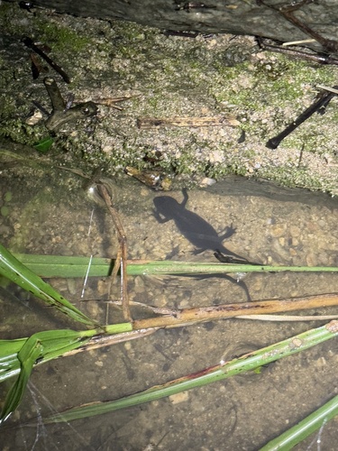 Qianshan Fire-bellied Newt