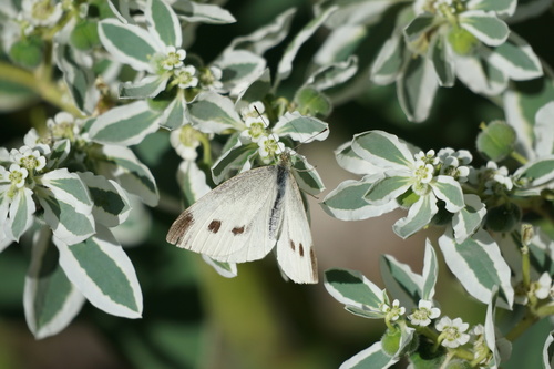 Small White