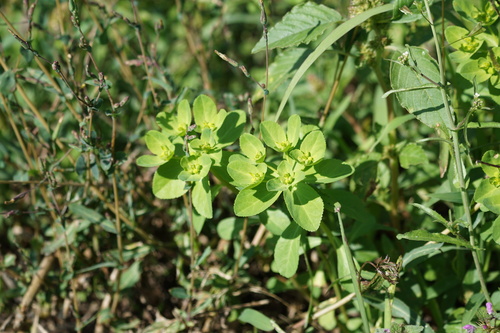 Sun spurge