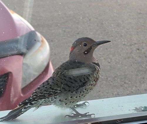 Northern Flicker