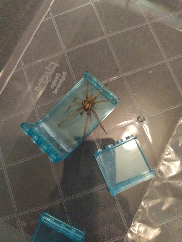 Giant House Spider