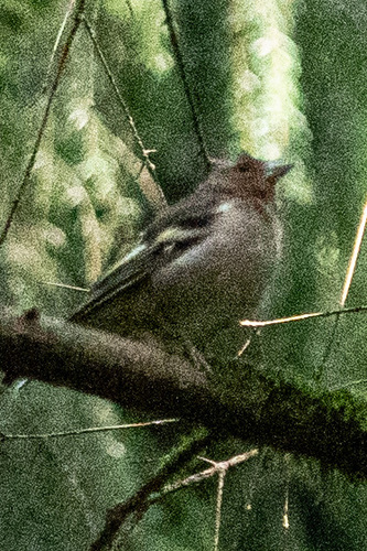Common Chaffinch
