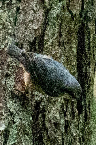 Eurasian Nuthatch
