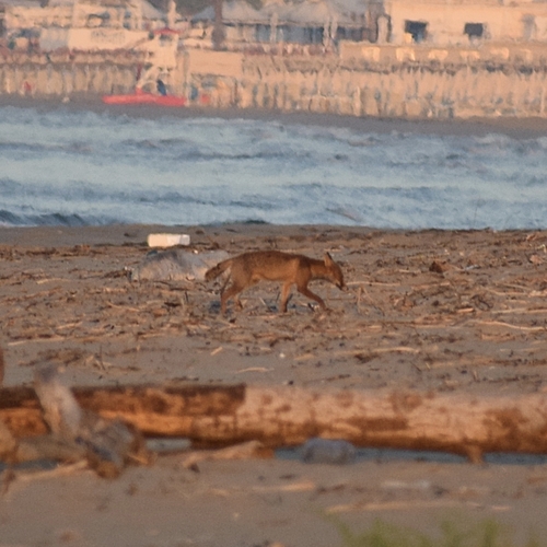 Red Fox