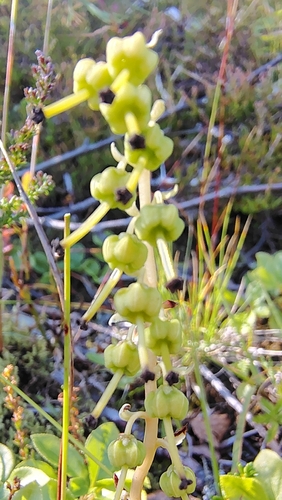 one-sided wintergreen